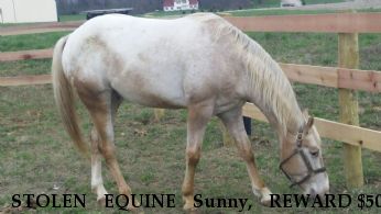 STOLEN EQUINE Sunny, REWARD $500 Near Greenfield, OH, 45123
